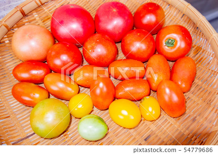 Tomato harvest 54779686