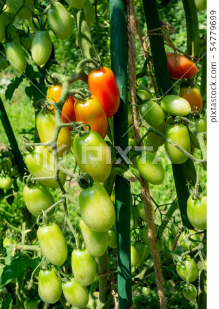 Cultivation of tomatoes Cultivation of tomatoes 54779699