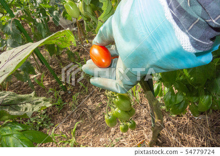 Tomato harvest Tomato harvest 54779724