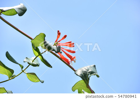 Tsukkinokinindou (Extravaganza) 54780941