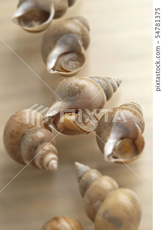White bear shellfish 54781375