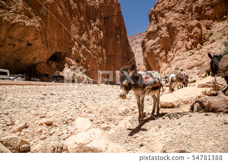 In the Todra Valley, Morocco In the Todra Valley, Morocco 54781388