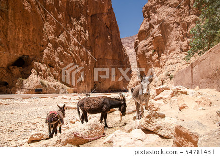 Morocco Todra Valley 54781431