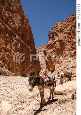 In the Todra Valley, Morocco 54781451