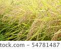 Koshihikari Rice field 54781487