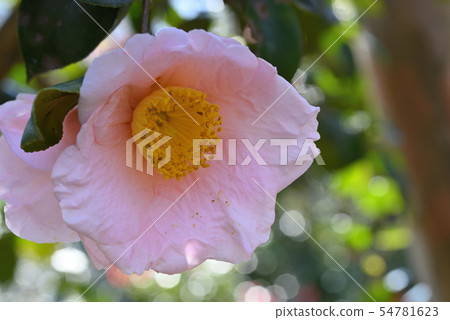 Camellia (Akebono) Camellia (Akebono) 54781623