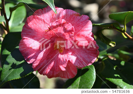 Camellia (grass washing) Camellia (grass washing) 54781636
