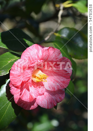Camellia (grass washing) Camellia (grass washing) 54781638