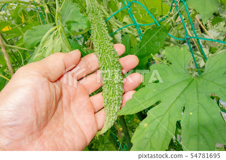 Cultivation of bitter gourd 54781695