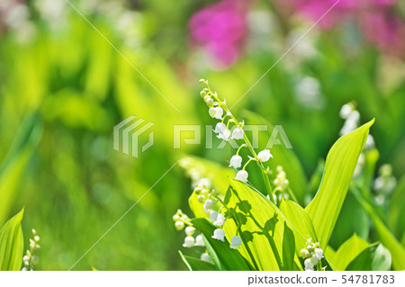 白色小鈴蘭花 照片素材 圖片 圖庫 白色小鈴蘭花 照片素材 圖片 圖庫