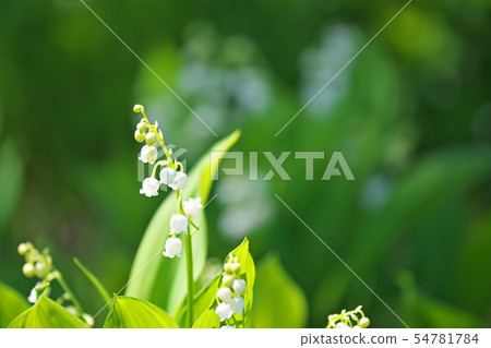白色小鈴蘭花 照片素材 圖片 圖庫 白色小鈴蘭花 照片素材 圖片 圖庫