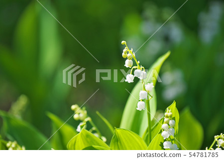 White little lily of the valley flowers White little lily of the valley flowers 54781785