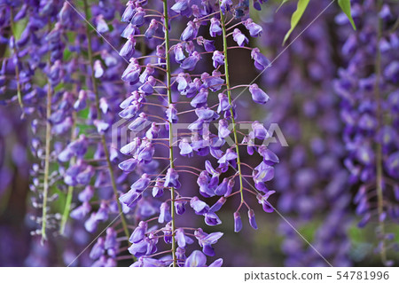 Purple Fuji flower 54781996