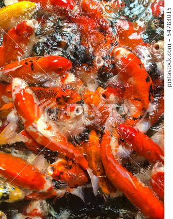 Beautiful crayfish in a pond 54783015