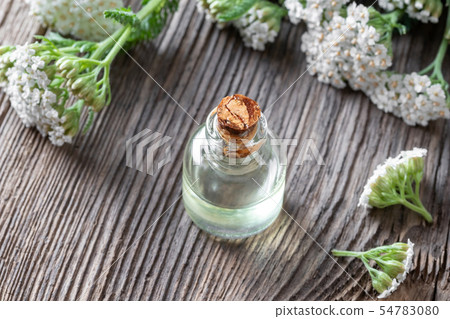 A bottle of yarrow essential oil with yarrow A bottle of yarrow essential oil with yarrow 54783080