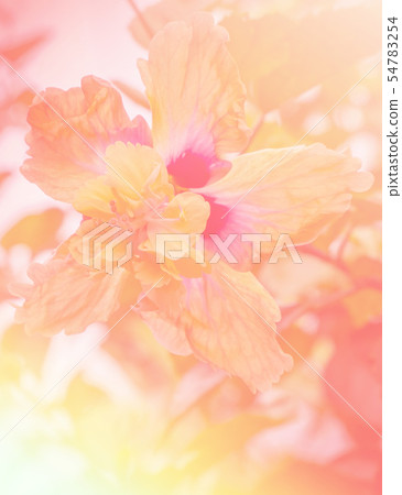 Flower background with a pastel colored 54783254