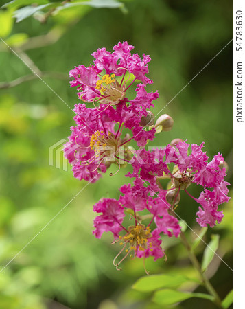 Close up pink flower of Crape myrtle Close up pink flower of Crape myrtle 54783630