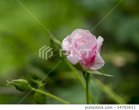 Close up pink of Damask Rose flower 54783631