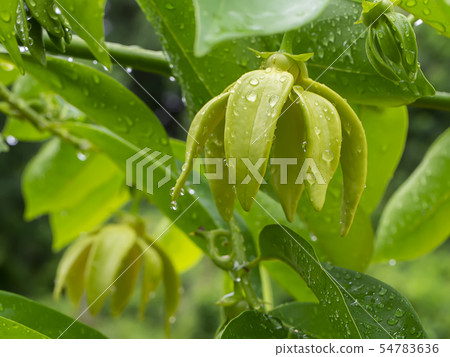 fragrant flowers of climbing ylang-ylang flower on 54783636