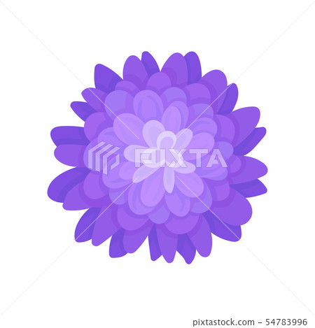 Blue blooming flower with many small petals. Vector illustration on white background. Blue blooming flower with many small petals. Vector illustration on white background. 54783996
