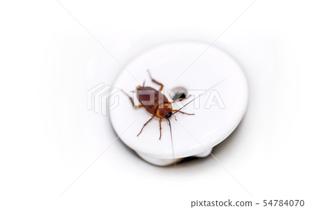 Cockroach at bottom of white urinal Cockroach at bottom of white urinal 54784070