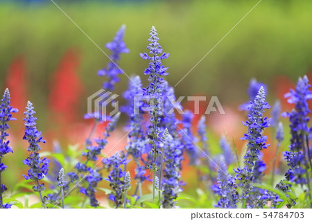 藍色salvia花 藍色salvia花 54784703