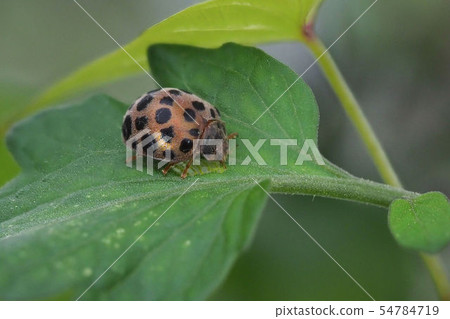 Ladybug Damasi 54784719
