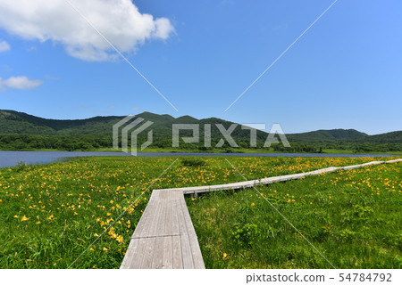 在Yukonumanuma的灰鼠和觀察樹道路 54784792