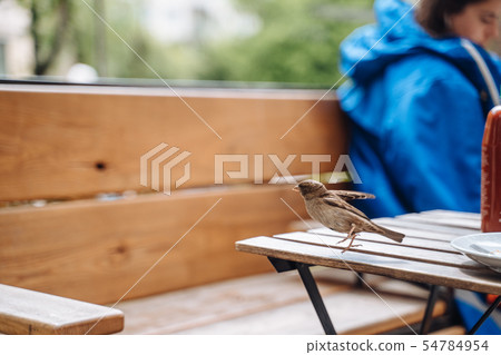 Bird in city. Sparrow sitting on table in outdoor cafe 54784954