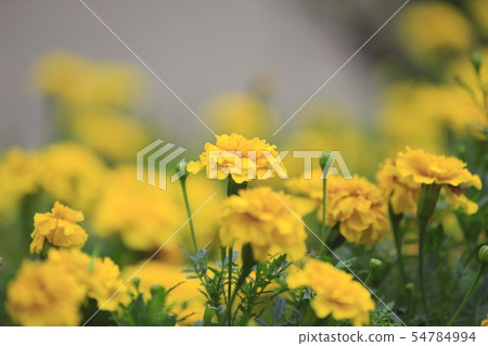 萬壽菊花 54784994