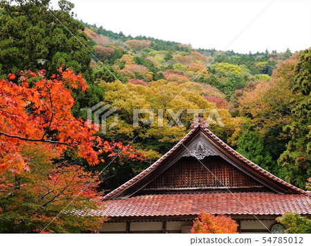 Autumn leaves scenery of Shobo-ji Temple which began to color Autumn leaves scenery of Shobo-ji Temple which began to color 54785012