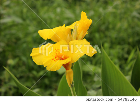 開花黃色美人蕉(3) 開花黃色美人蕉(3) 54785140