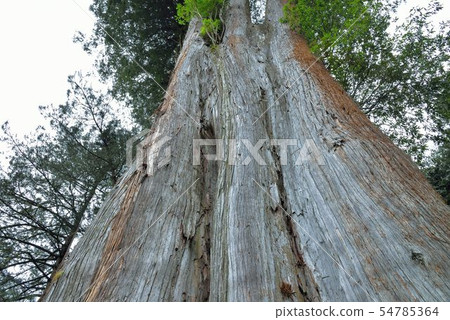Sacred tree, Taiwan red cypress. Sacred tree, Taiwan red cypress. 54785364