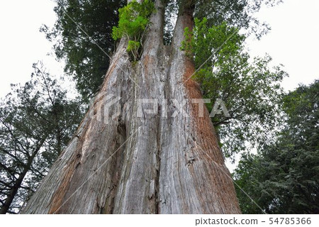 神聖的樹，台灣紅柏。 54785366