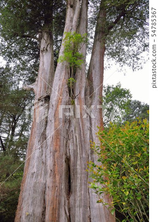 神聖的樹，台灣紅柏。 54785367