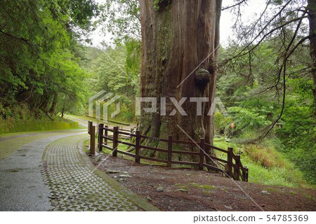 神聖的樹，台灣紅柏。 54785369