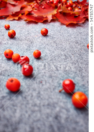 Autumn background . Rowan and leaves Autumn background . Rowan and leaves 54785747