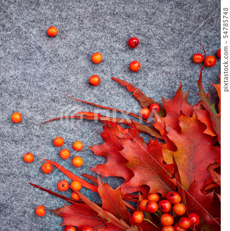 Autumn background . Rowan and leaves Autumn background . Rowan and leaves 54785748