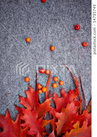 Red rowan lying on autumn leaves. Red rowan lying on autumn leaves. 54785749