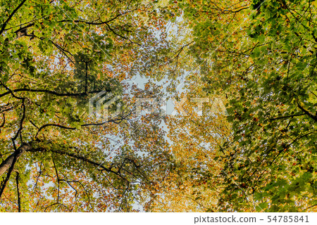 autumn leaves on grass 54785841