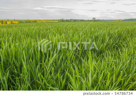 agriculture, wheat field, young wheat agriculture, wheat field, young wheat 54786734