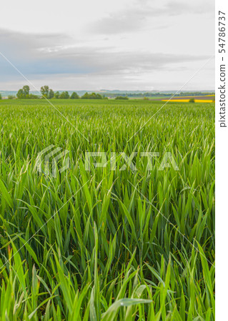 agriculture, wheat field, young wheat agriculture, wheat field, young wheat 54786737