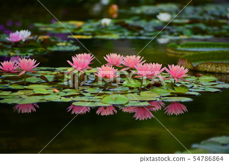 Water lily 1 Water lily 1 54786864