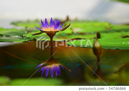 Water lily 2 54786866