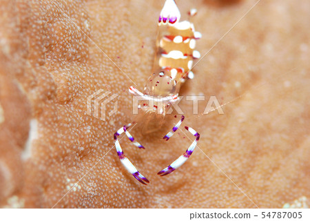 Red-faced red fish 54787005