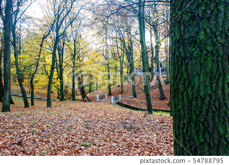 city park in autumn day 54788795