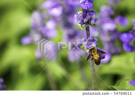 Bee on purple flowers or Lavandula angustifolia. 54789011