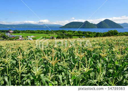 Photographing the summer landscape of the cane field on the shore of Lake Toya in Hokkaido Toyako Town Photographing the summer landscape of the cane field on the shore of Lake Toya in Hokkaido Toyako Town 54789363