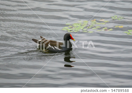 Water chicken, Ansan city, Gyeonggi-do Water chicken, Ansan city, Gyeonggi-do 54789588
