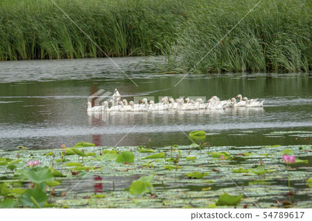 Goose, lotus flower, Ansan city, Gyeonggi-do Goose, lotus flower, Ansan city, Gyeonggi-do 54789617